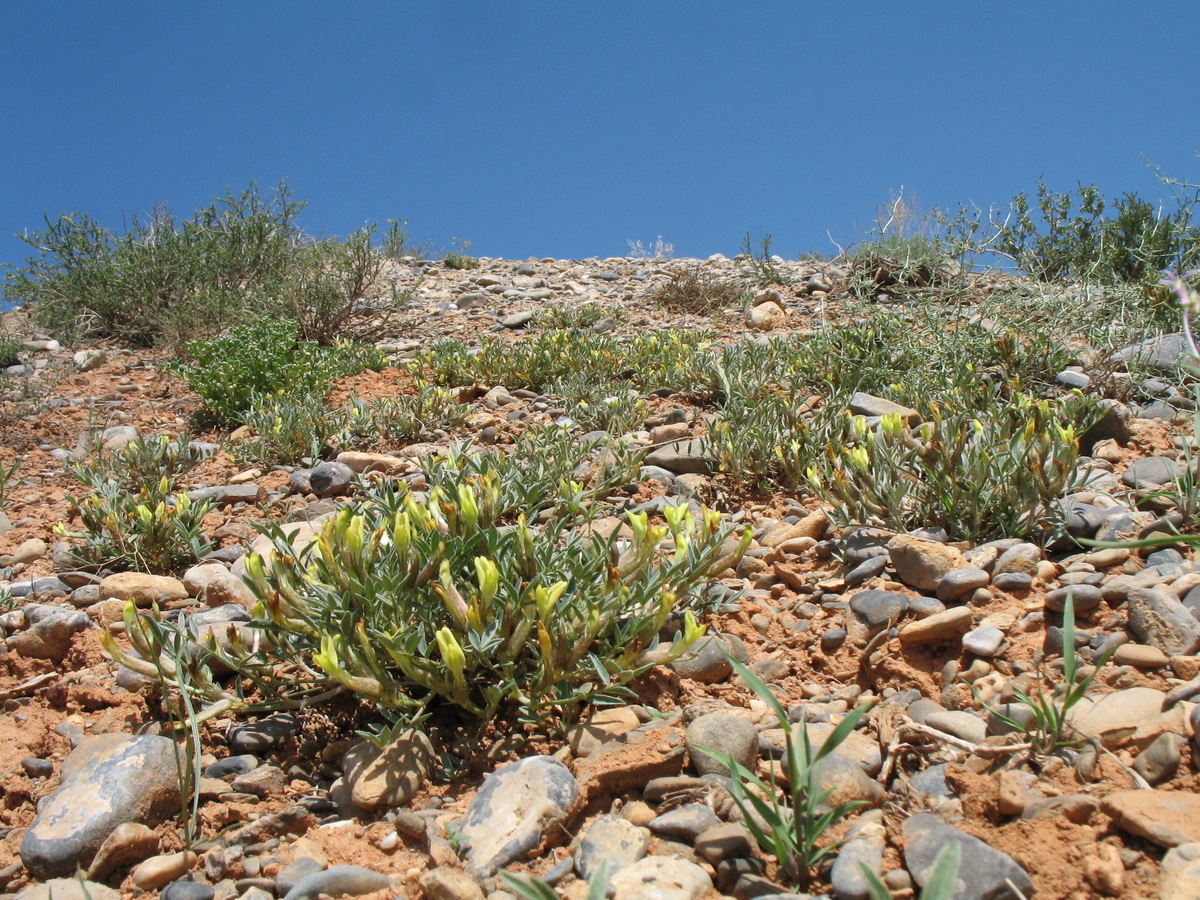 Image of genus Astragalus specimen.