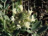 Astragalus lupulinus