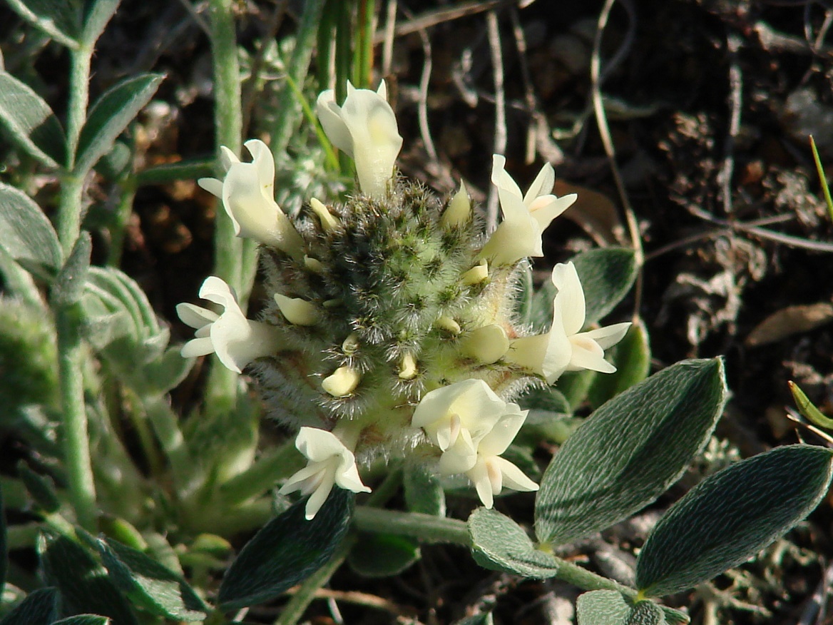 Изображение особи Astragalus lupulinus.