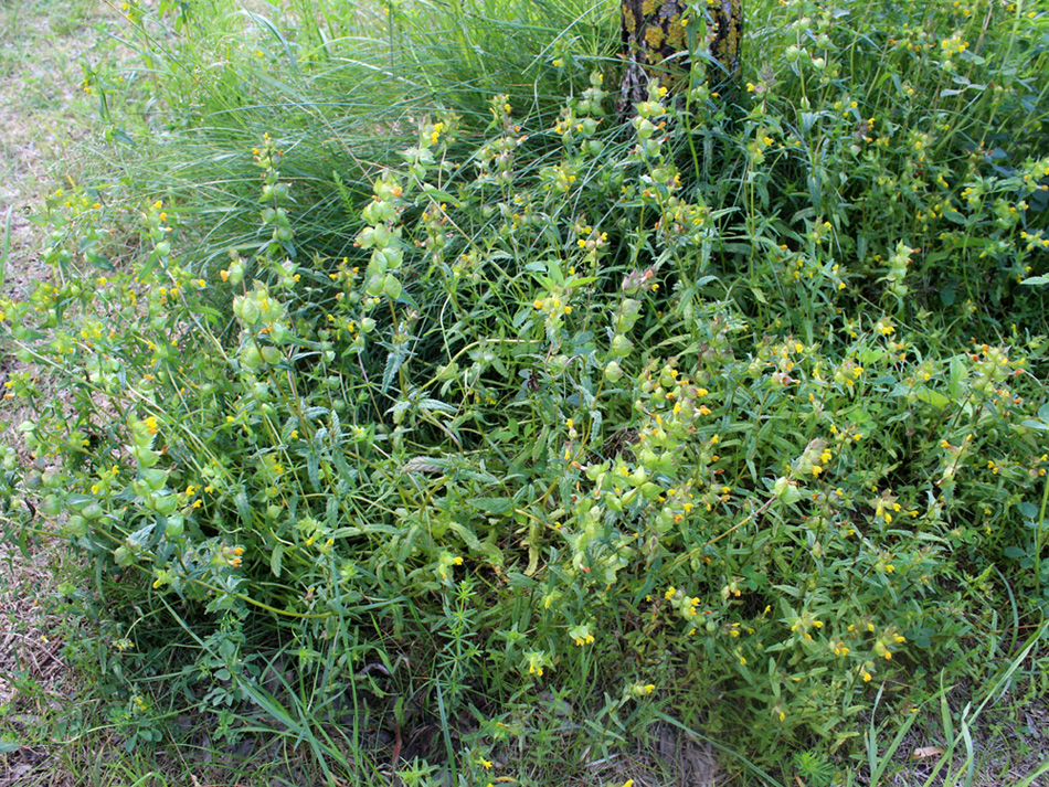 Image of Rhinanthus minor specimen.