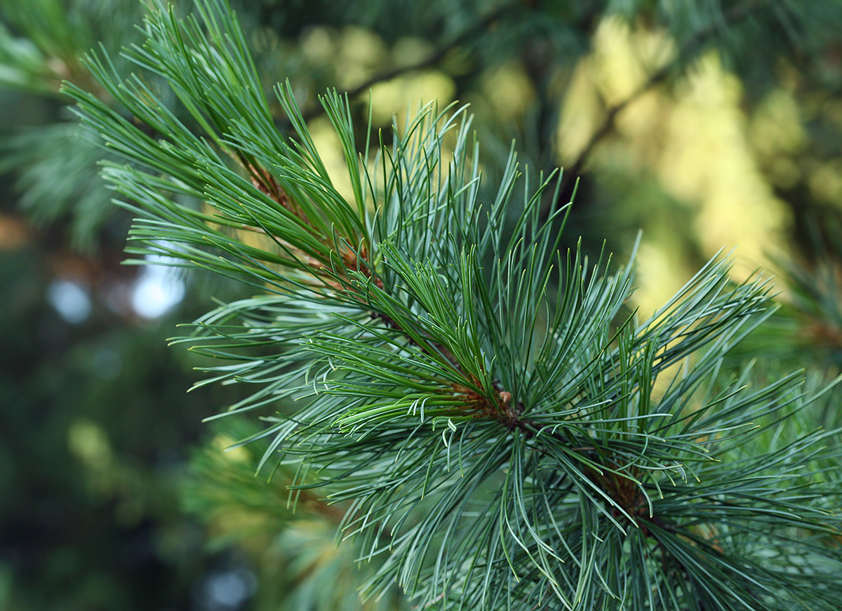 Image of Pinus cembra specimen.