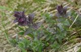 Bartsia alpina