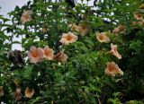 Allamanda blanchetii. Верхушки ветвей с цветками. Малайзия, Куала-Лумпур, в культуре. 13.05.2017.