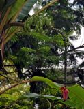Musa acuminata. Соцветие с завязавшимися плодами. Малайзия, о-в Пенанг, окр. г. Джорджтаун, в культуре. 05.05.2017.