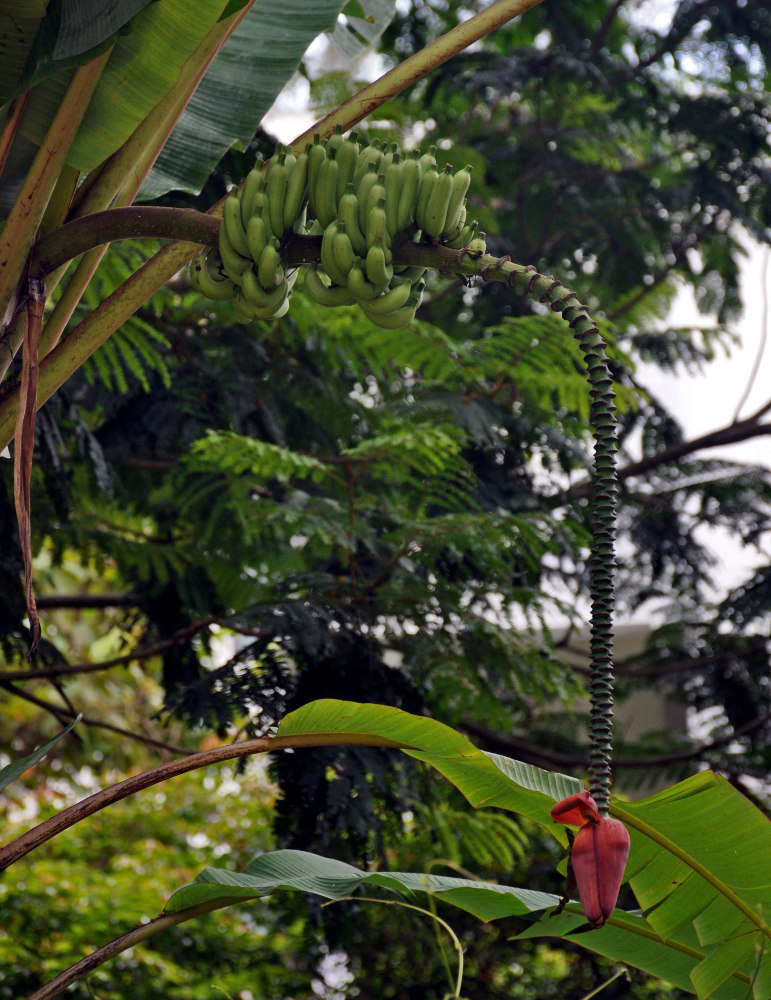 Image of Musa acuminata specimen.