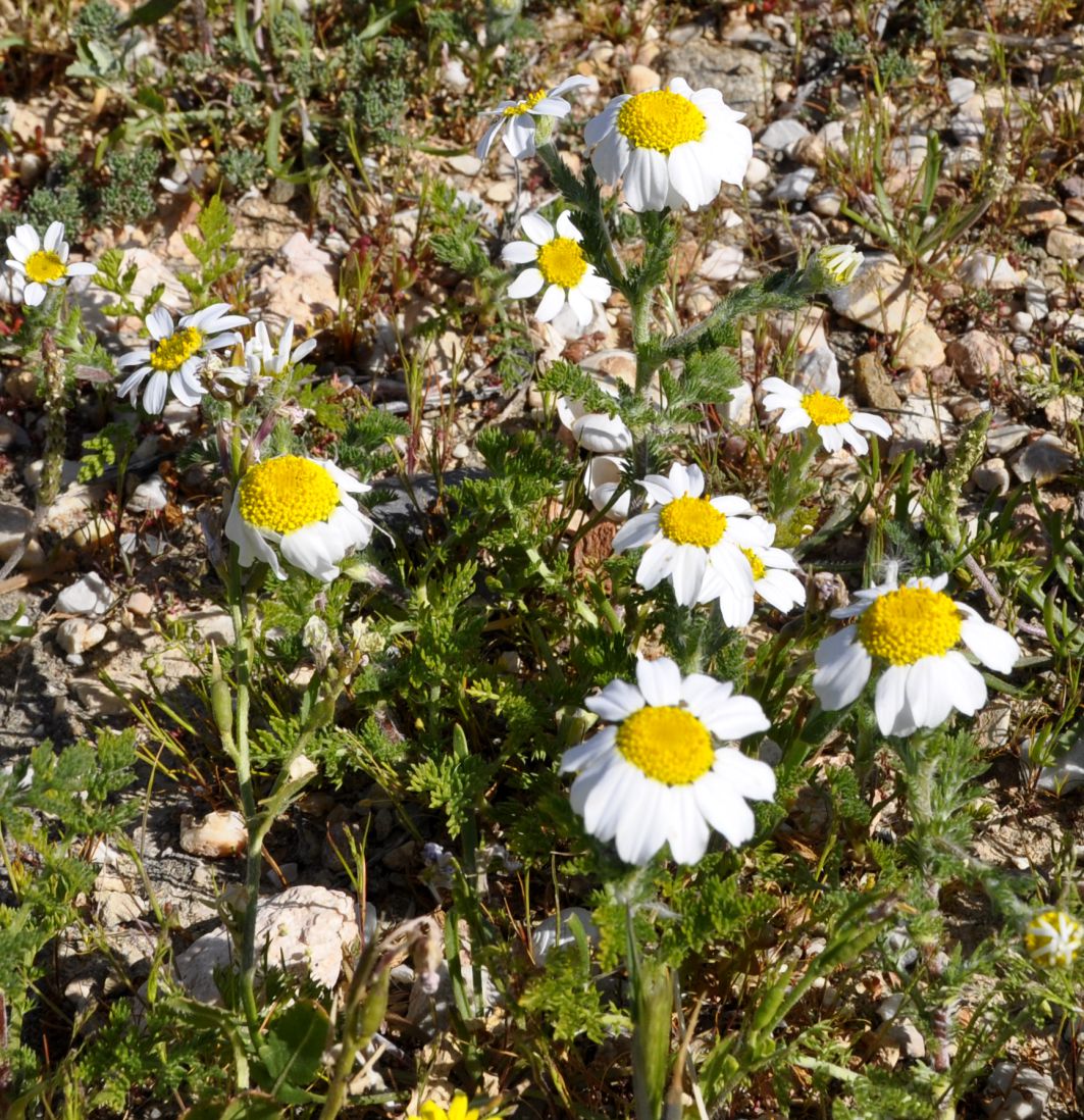 Image of genus Anthemis specimen.