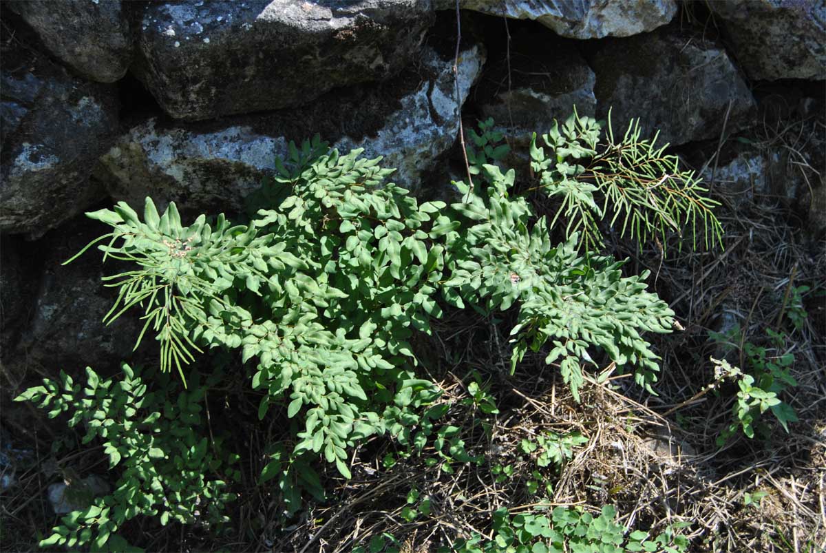 Image of Llavea cordifolia specimen.