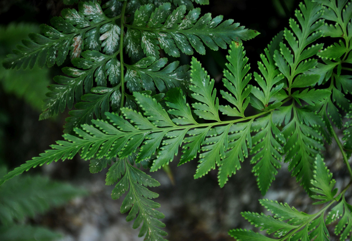 Image of Davallia denticulata specimen.