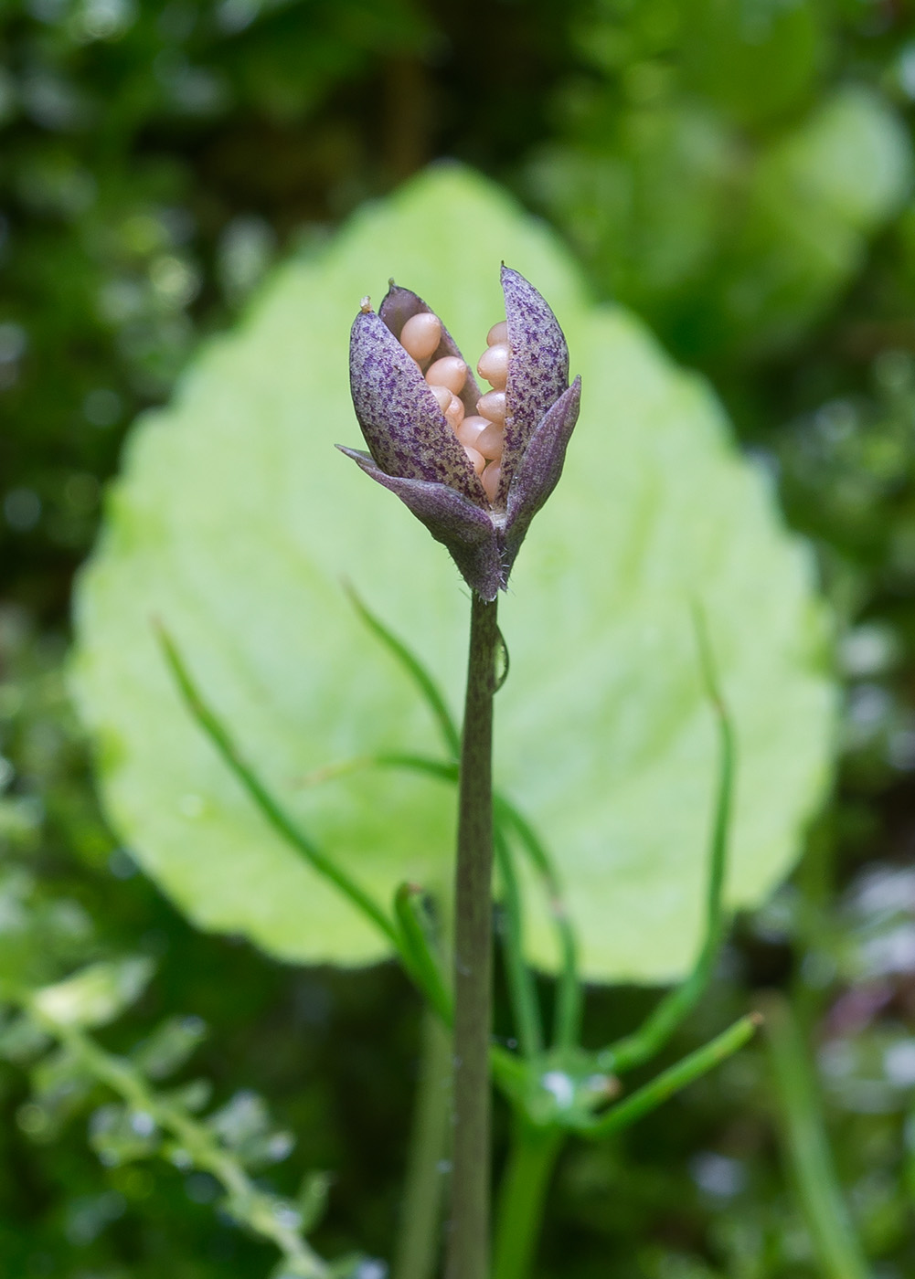 Image of Viola selkirkii specimen.