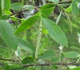 Salix alba. Молодой побег с женским соцветием. Краснодарский край, Абинский р-н, юж. окр. ст. Холмская, у водоёма. 21.04.2018.