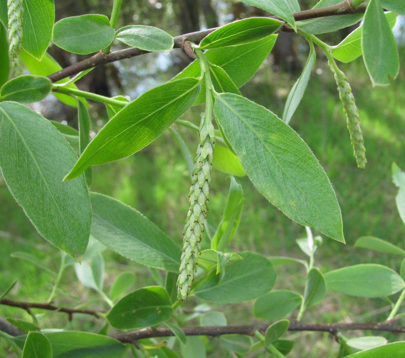 Изображение особи Salix alba.