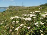 Spiraea beauverdiana
