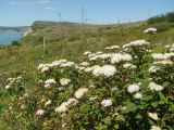 Spiraea beauverdiana. Верхушки цветущих растений. Магаданская обл., Ольский р-н, окр. мыса Нюкля, склон над морем, разнотравная поляна. 09.07.2016.