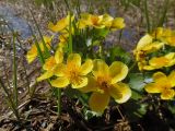 Caltha palustris