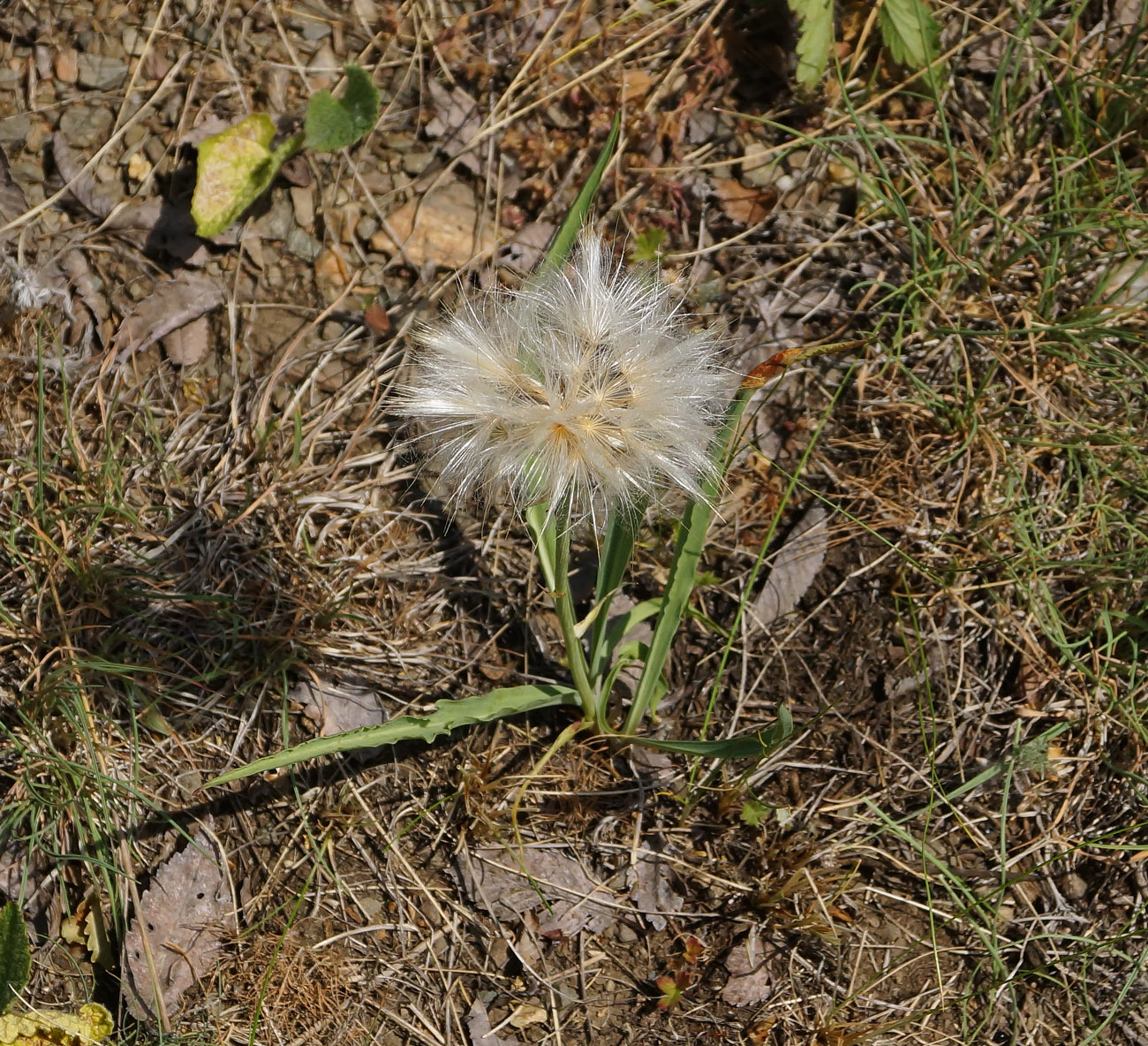 Image of Scorzonera austriaca specimen.