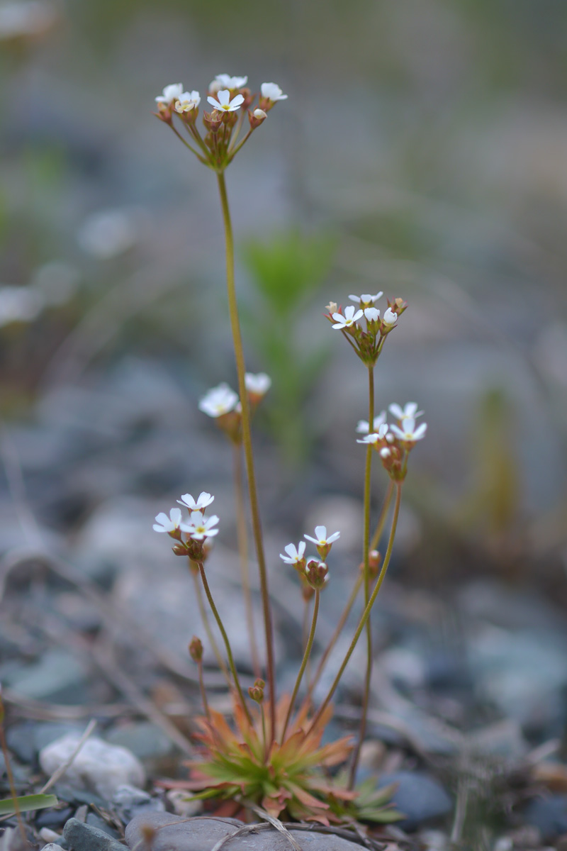 Image of Androsace lactiflora specimen.