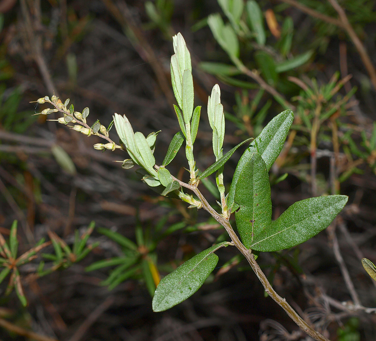 Image of Chamaedaphne calyculata specimen.