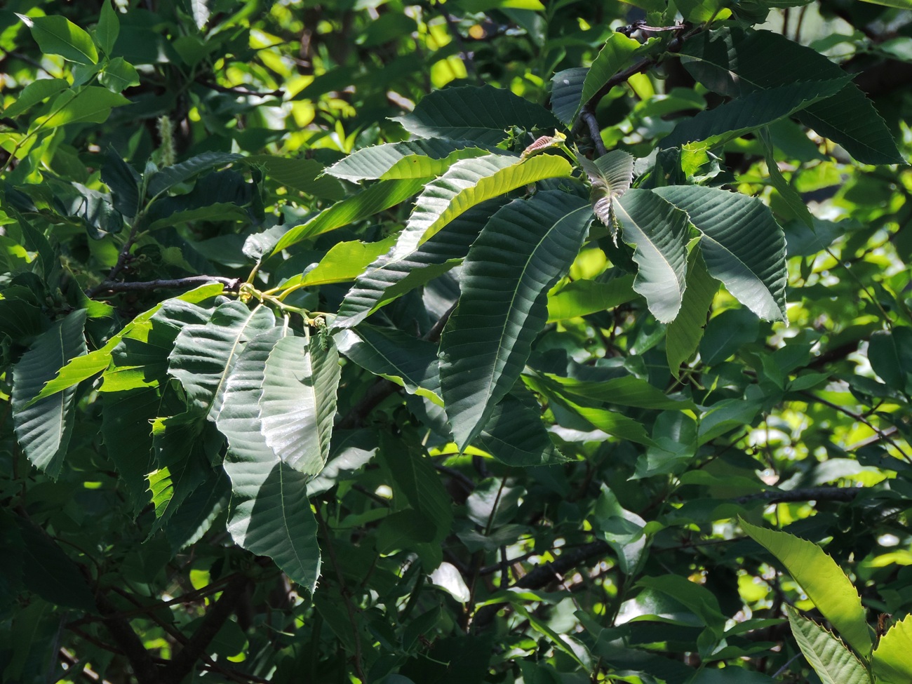 Image of Castanea sativa specimen.