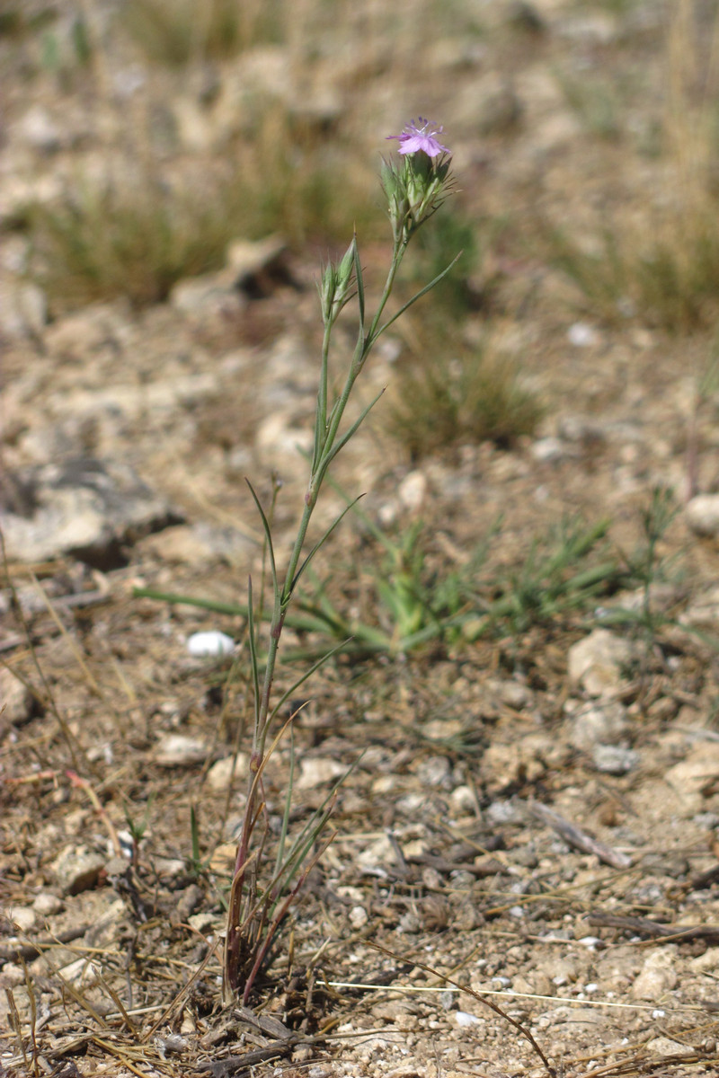 Image of Dianthus pseudarmeria specimen.