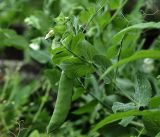 Pisum sativum