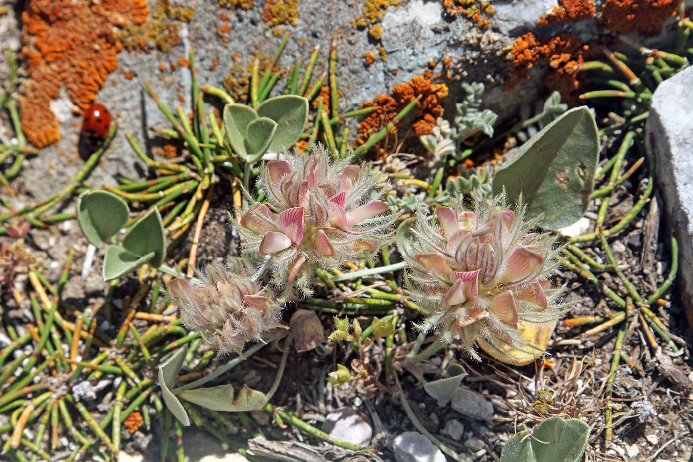 Изображение особи Hedysarum plumosum.