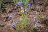 Echinops adenocaulos. Цветущие растения. Израиль, Голанские высоты, лес Одем. 05.07.2018.