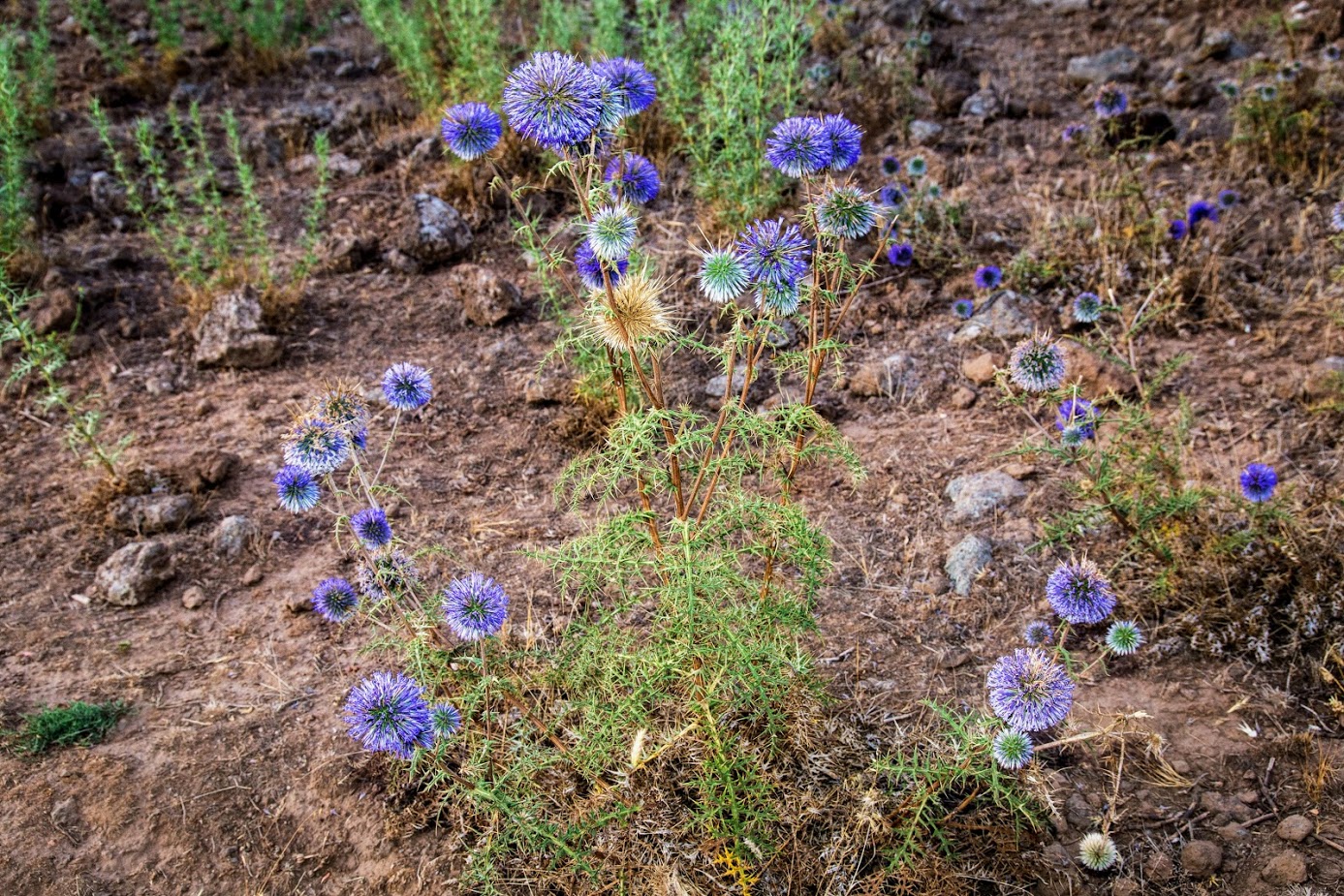 Image of Echinops adenocaulos specimen.