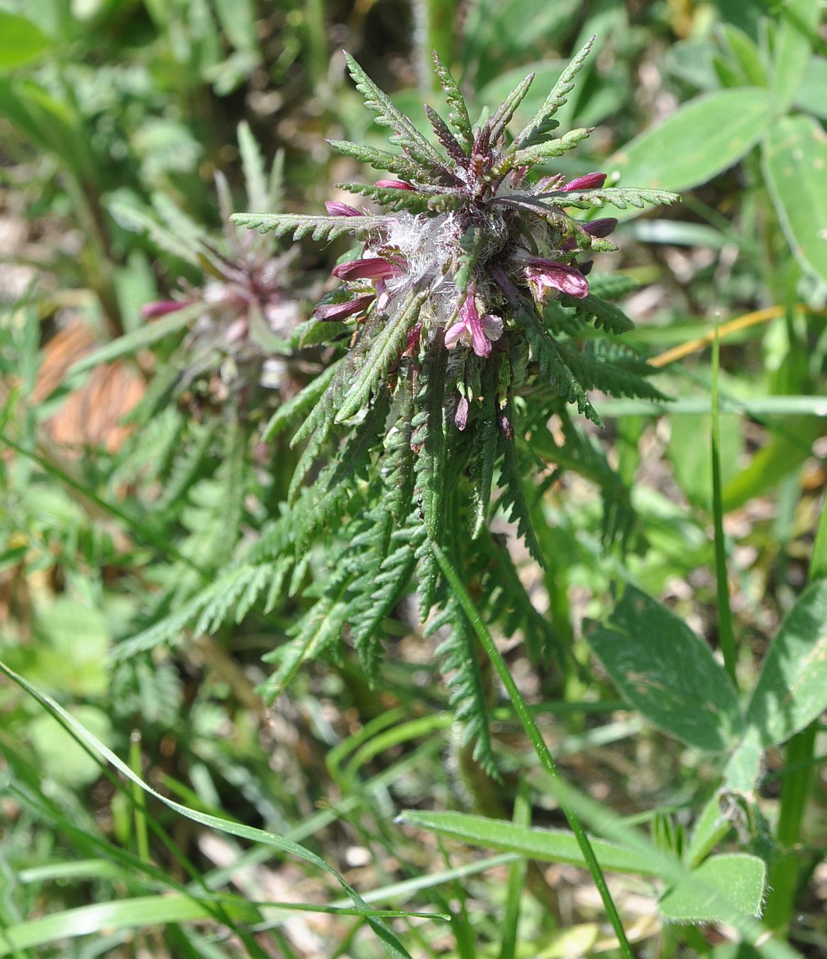 Image of Pedicularis wilhelmsiana specimen.