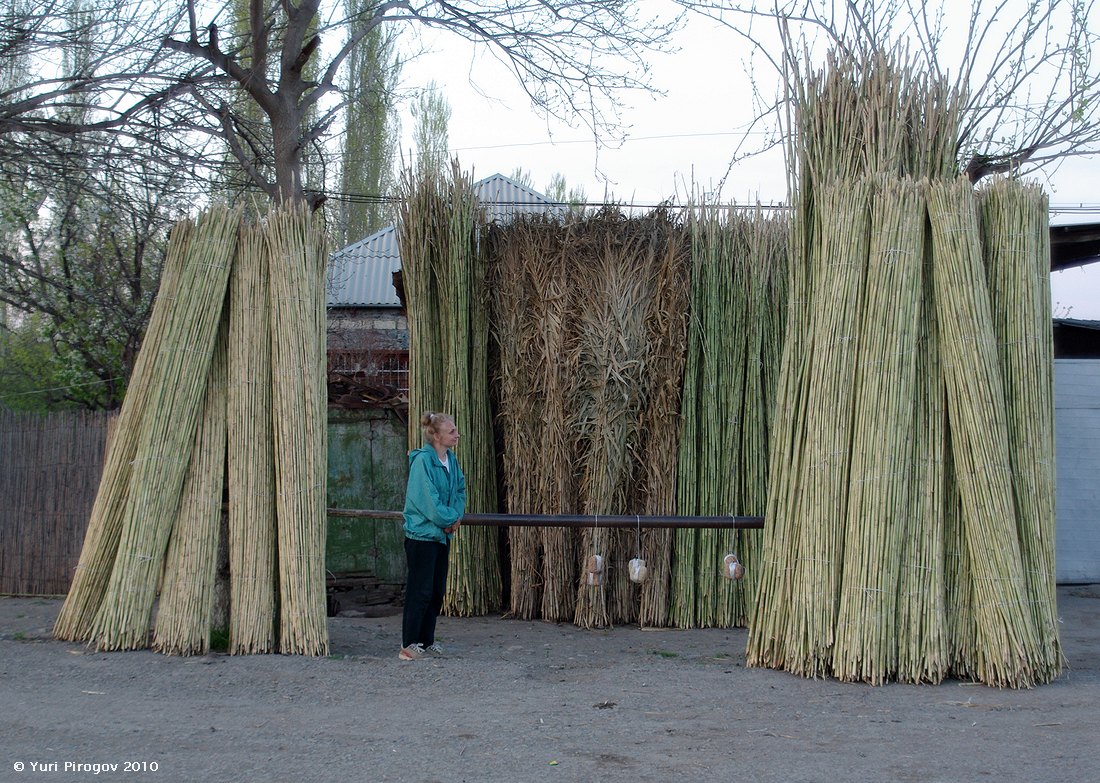 Изображение особи Arundo donax.