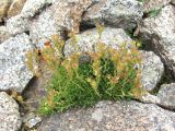 Saxifraga adenophora