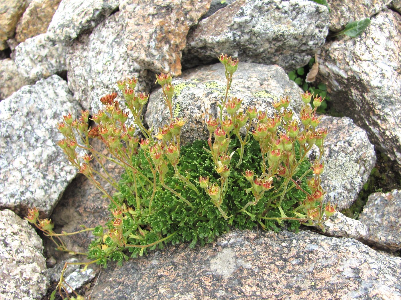 Изображение особи Saxifraga adenophora.