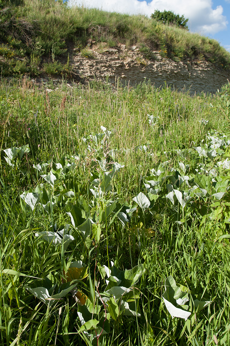 Image of Petasites spurius specimen.