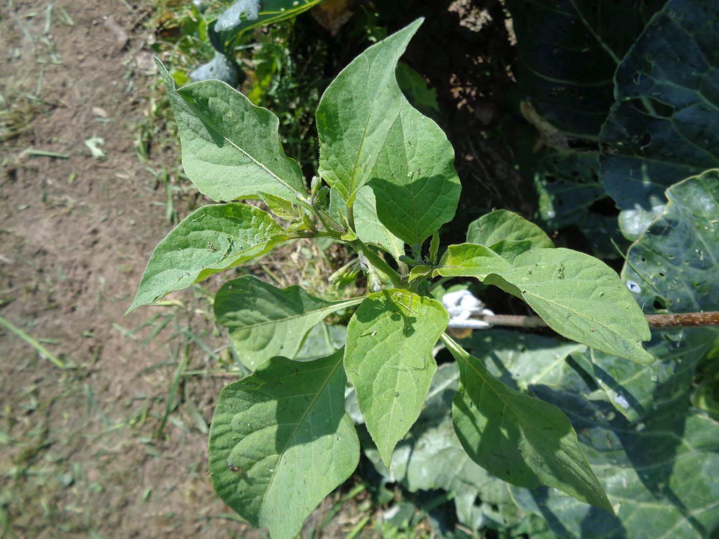 Image of Solanum retroflexum specimen.