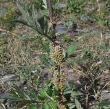 genus Cuscuta. Цветущее и плодоносящее растение на побеге Artemisia. Грузия, Казбегский муниципалитет, галечный берег р. Сно. 31.07.2018.