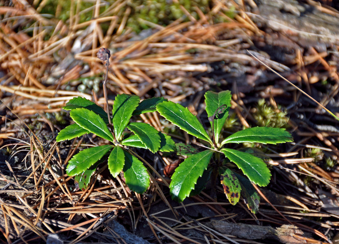 Изображение особи Chimaphila umbellata.