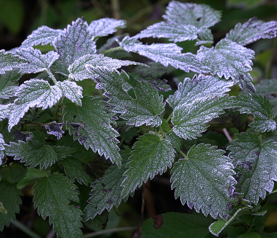 Изображение особи Urtica dioica.