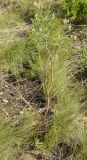 Astragalus oropolitanus