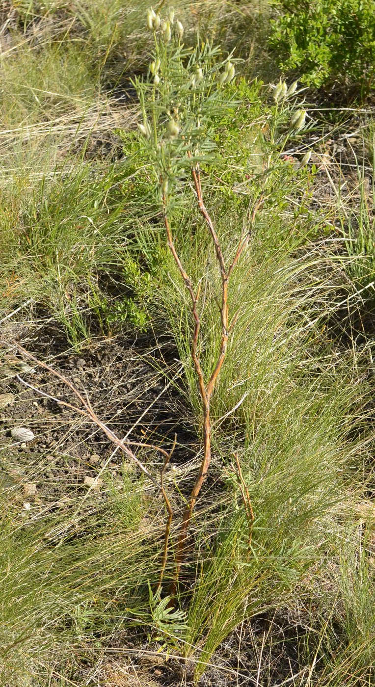 Image of Astragalus oropolitanus specimen.