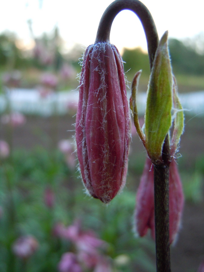 Изображение особи Lilium pilosiusculum.