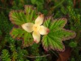 Rubus chamaemorus