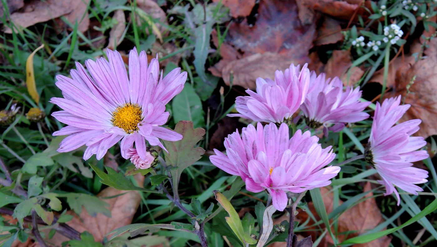 Image of Chrysanthemum indicum specimen.