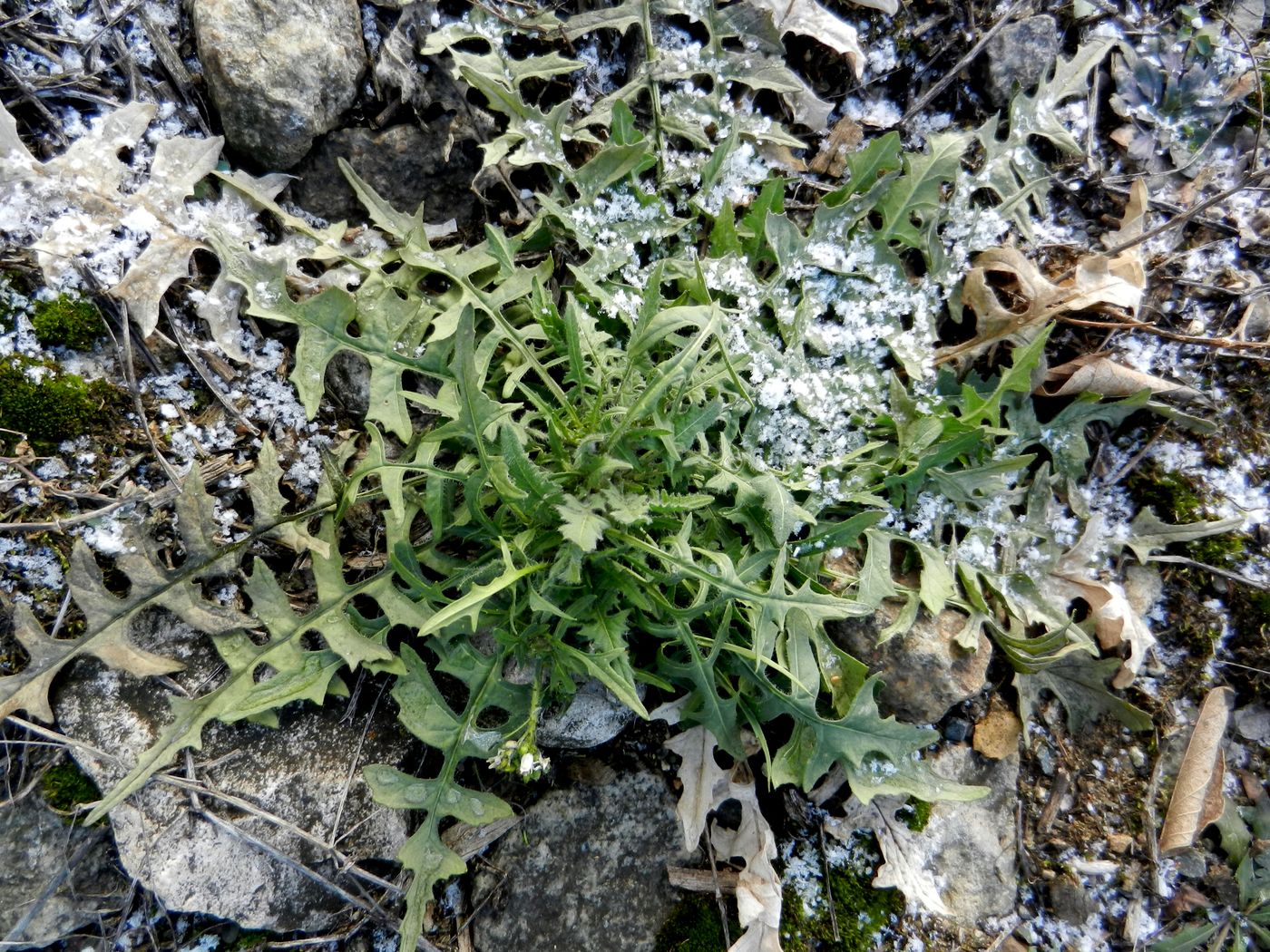 Image of Sisymbrium loeselii specimen.