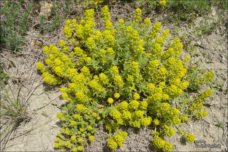 Image of Cruciata taurica specimen.