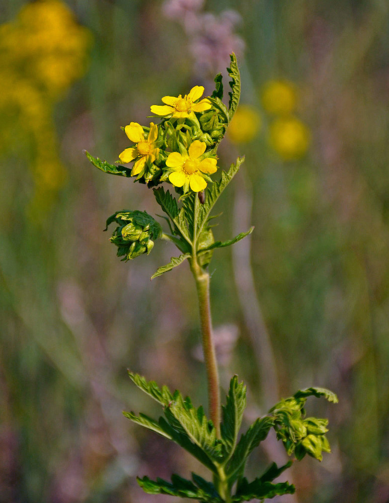 Изображение особи Potentilla longifolia.