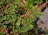 Juniperus pseudosabina