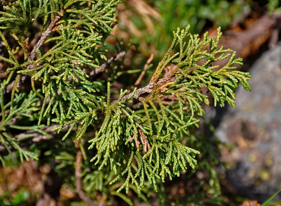 Изображение особи Juniperus pseudosabina.