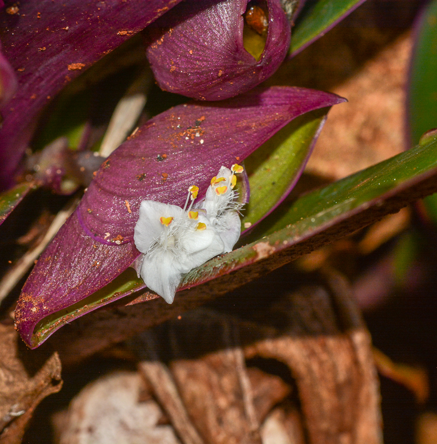 Image of Rhoeo spathacea specimen.