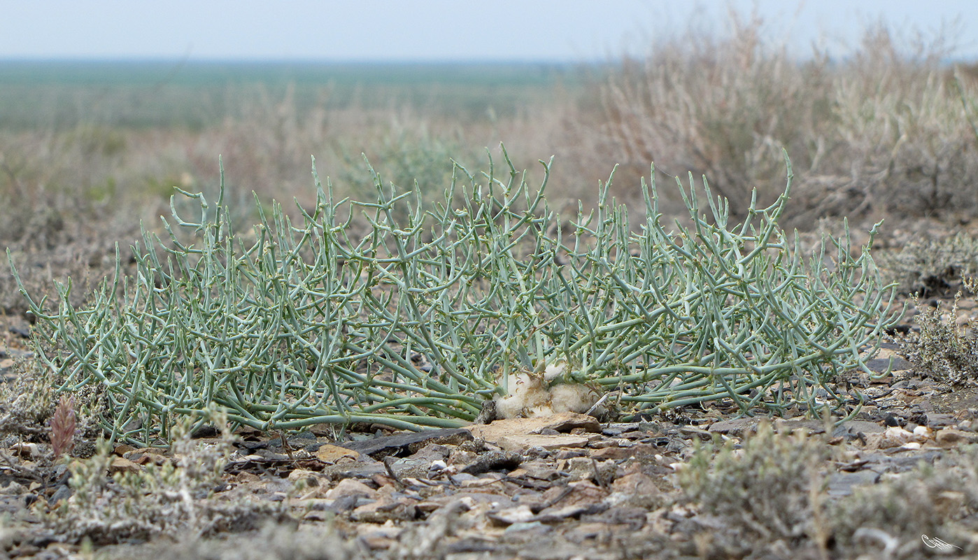 Изображение особи Anabasis eriopoda.