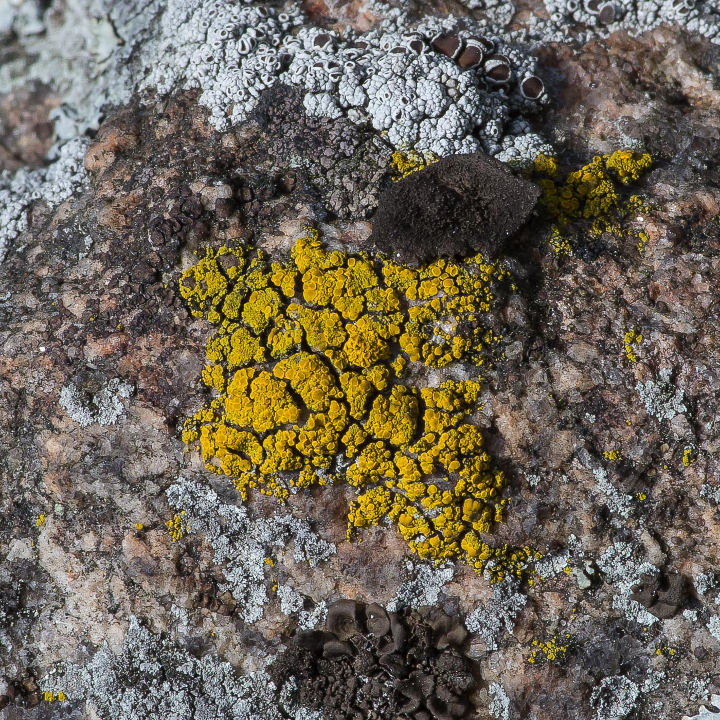 Image of genus Candelariella specimen.