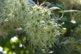 Clematis vitalba. Созревающие плоды. Краснодарский край, г. Сочи, Лазаревский р-н, пос. Дагомыс, в культуре. 29.07.2018.